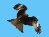 Red kite, just one of the beautiful photos taken by Lee Parsons.