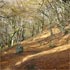 Beech woodland at Cwmavon